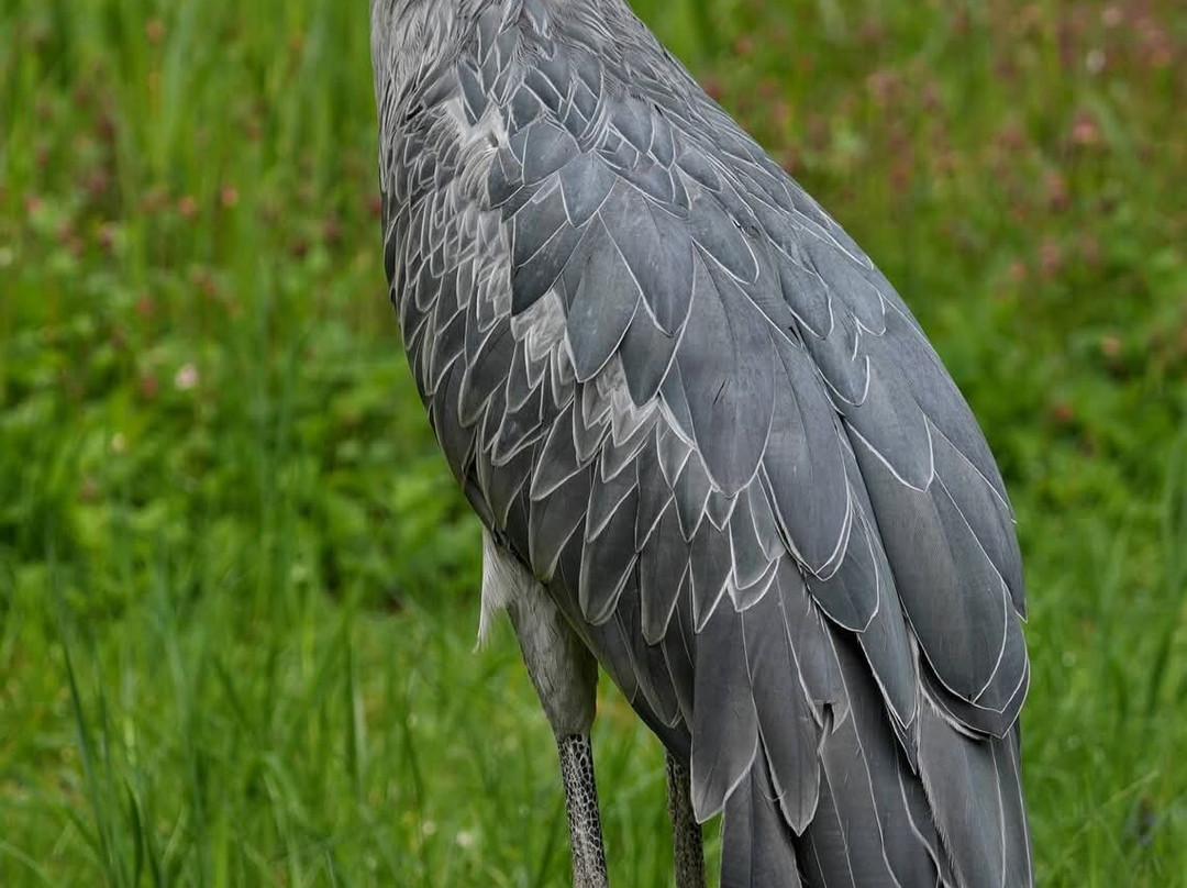 Weltvogelpark Walsrode-Walsrode必去景点