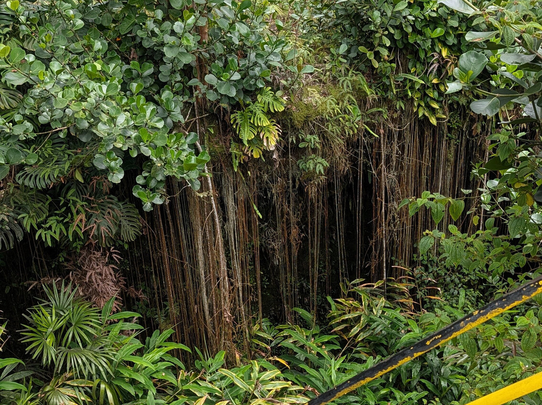 Kaumana Caves Park-希洛必去景点