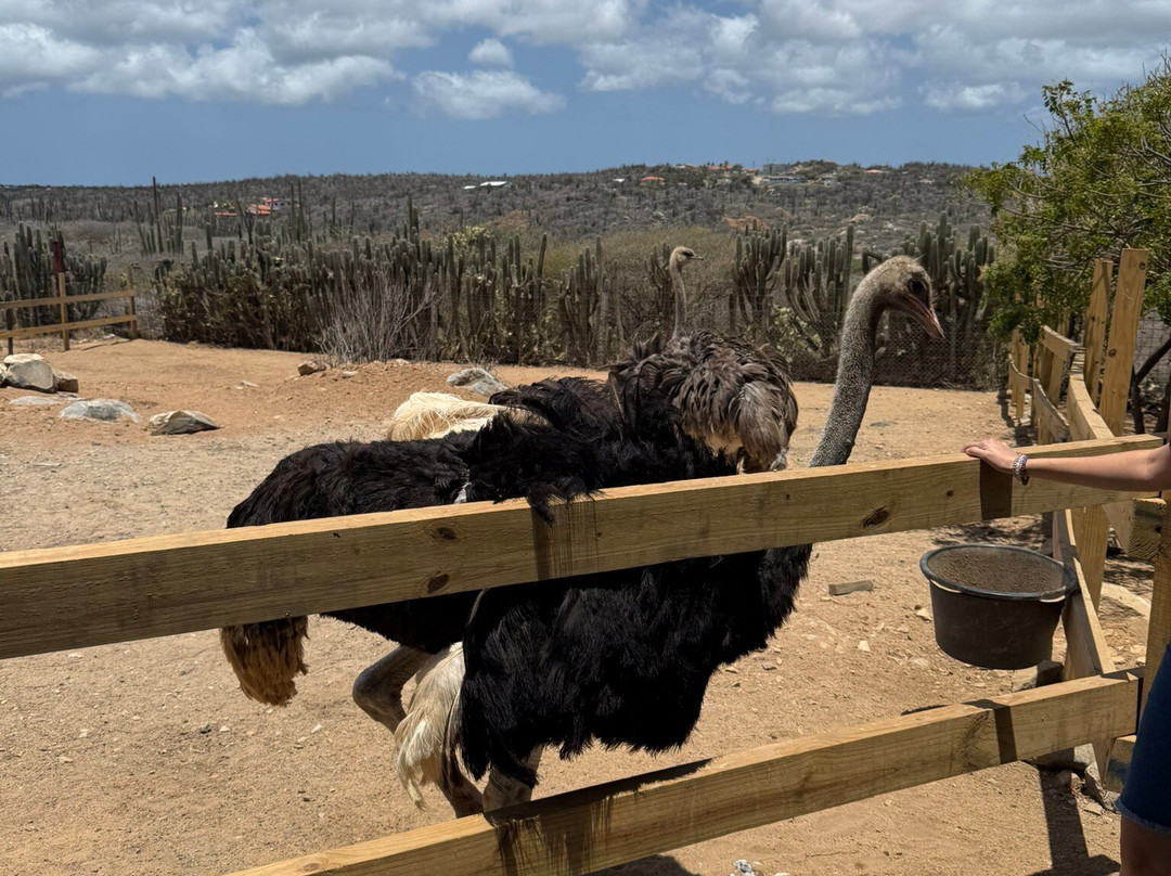 Aruba Ostrich Farm-奥腊涅斯塔德必去景点