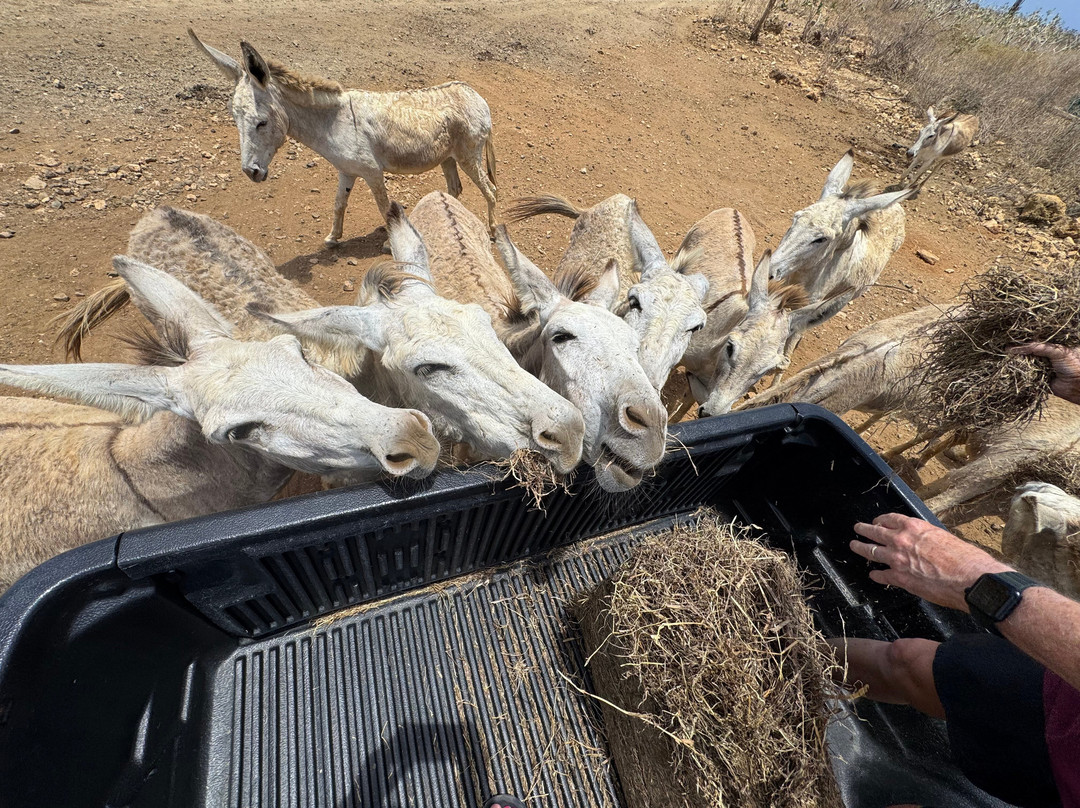 Donkey Sanctuary Bonaire-博奈尔岛必去景点