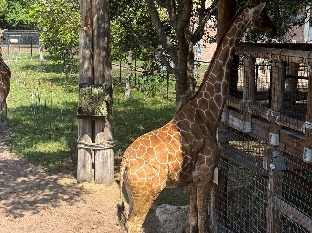 Jacksonville Zoo & Gardens-杰克逊维尔必去景点