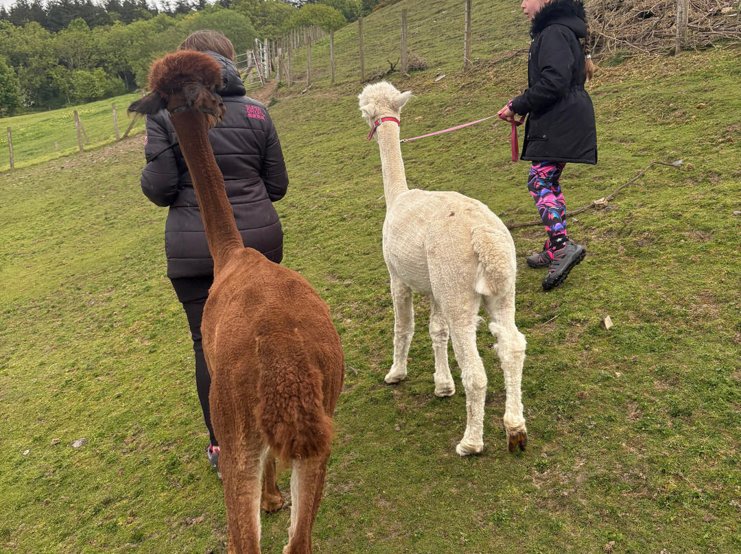 Wreay Syke Alpacas-肯德尔必去景点