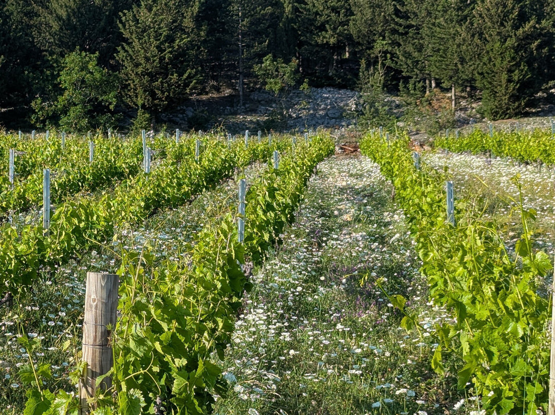 Grabovac Winery-Donji Prolozac必去景点