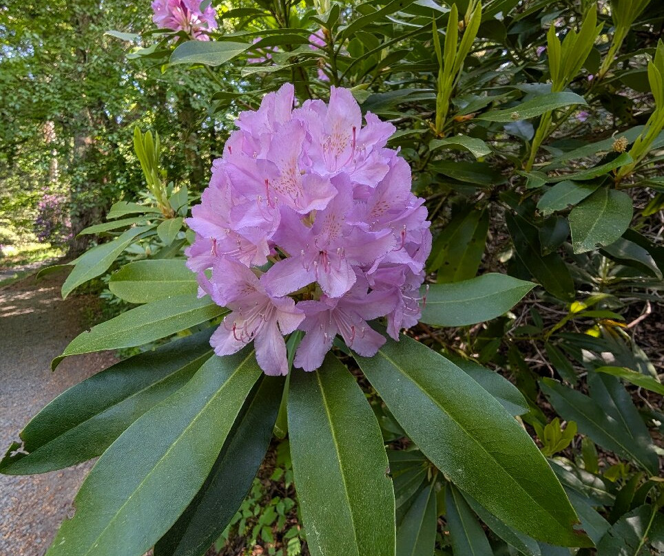 Cragside House and Gardens-Rothbury必去景点