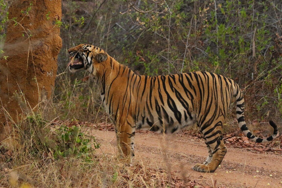 Svasara Jungle Lodge at Tadoba-旅行者
