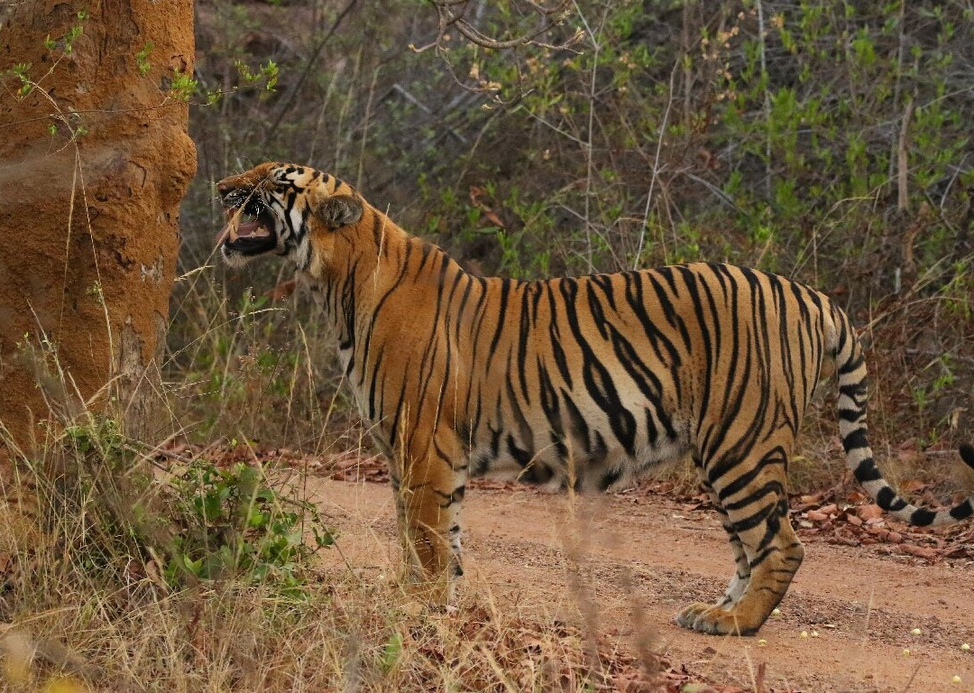 Svasara Jungle Lodge at Tadoba主图