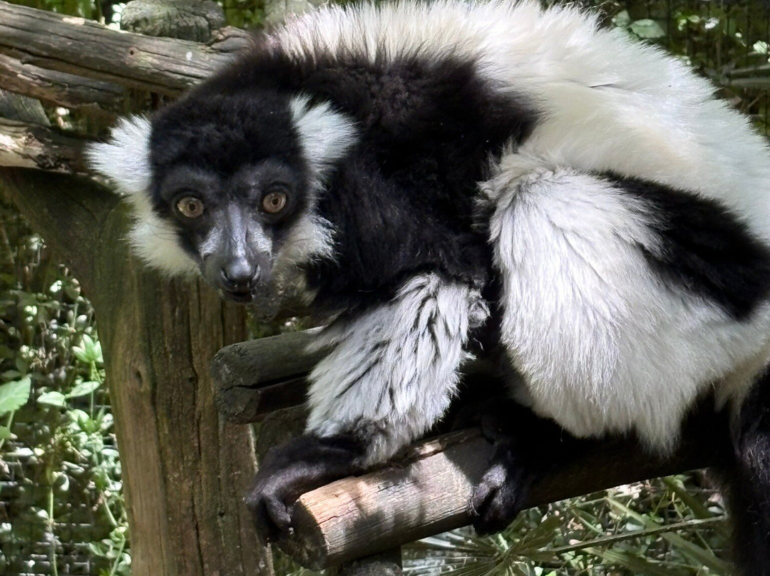 Réserve Zoologique De Calviac-Calviac-en-Perigord必去景点