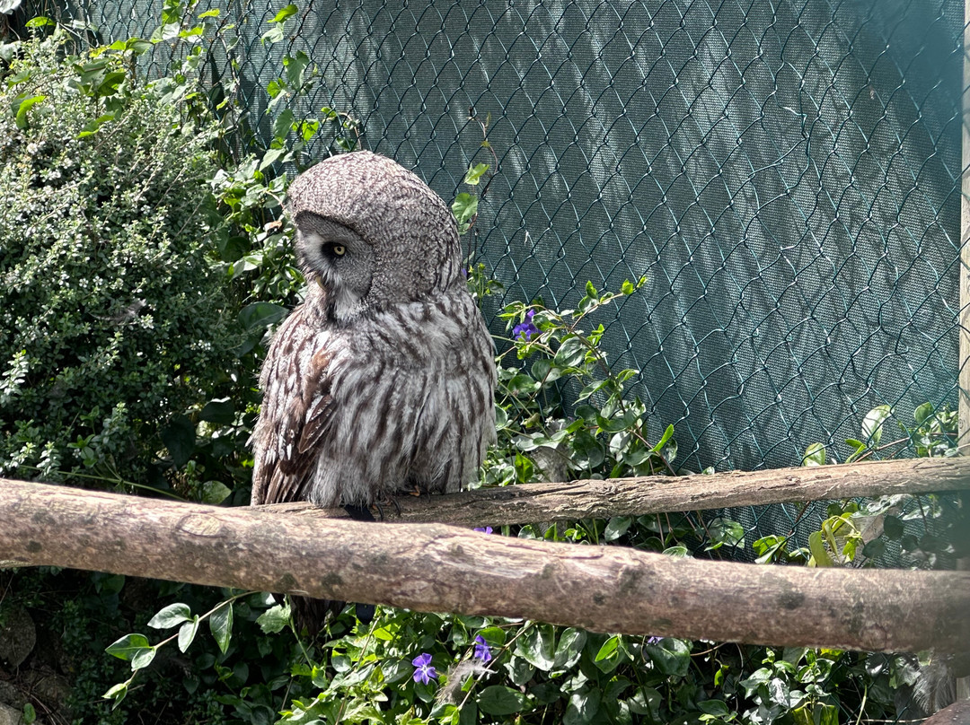 The Owls Trust-兰迪德诺必去景点