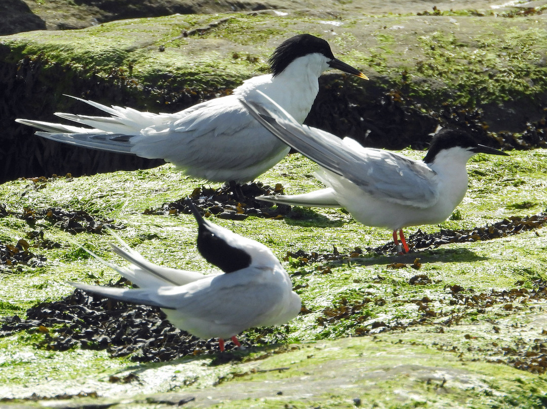 Puffin Cruises-Amble必去景点