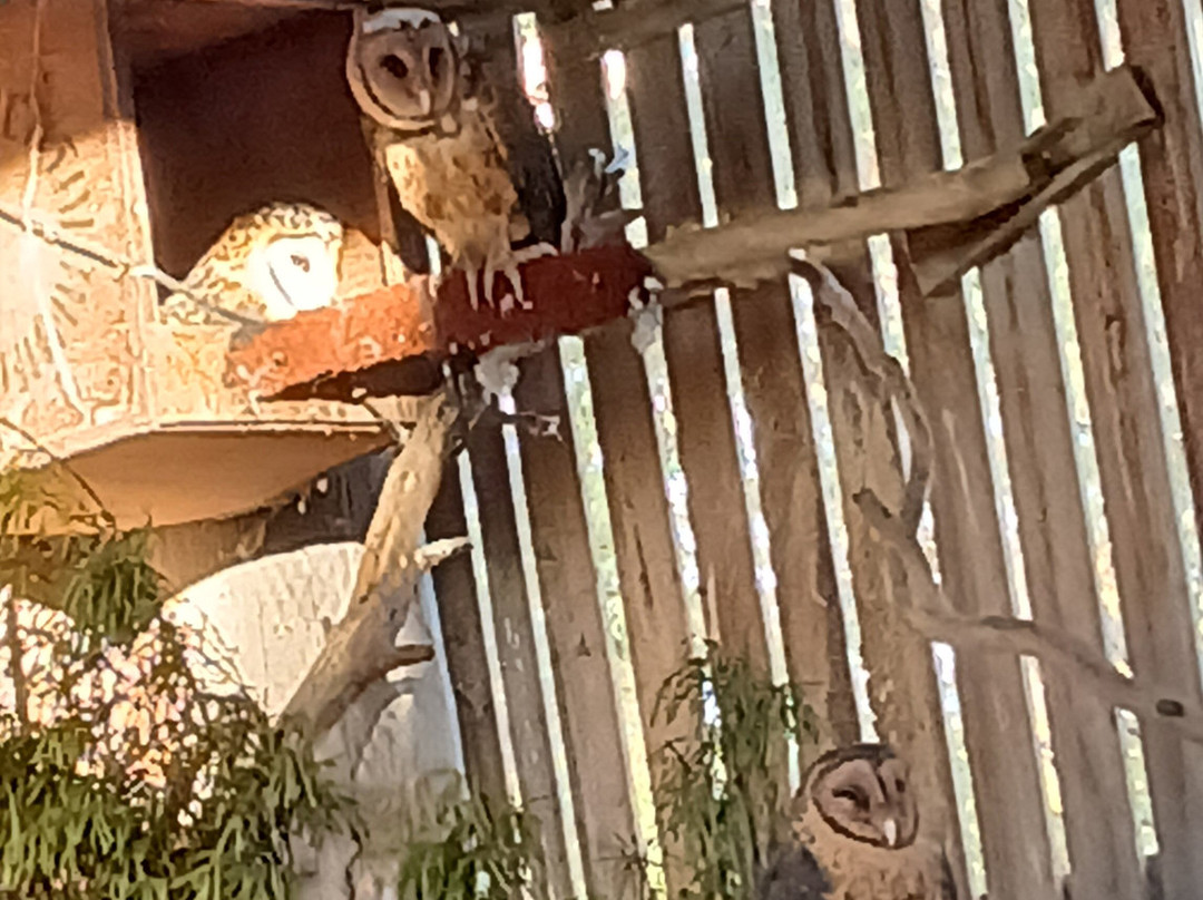 Raptor Refuge-Kettering必去景点