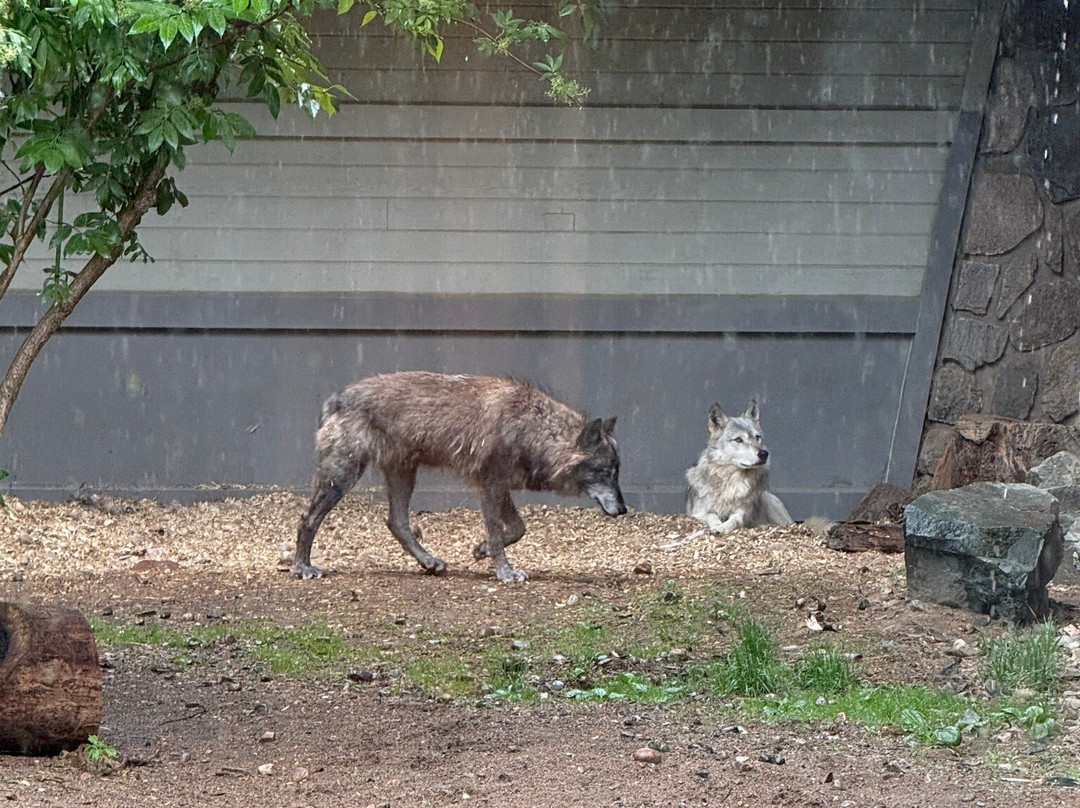 International Wolf Center-伊利必去景点