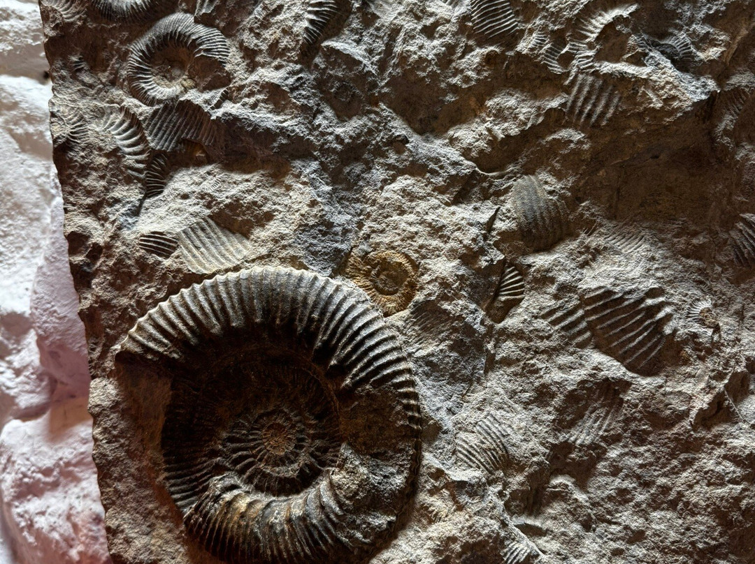Staffin Fossil Museum-Staffin必去景点