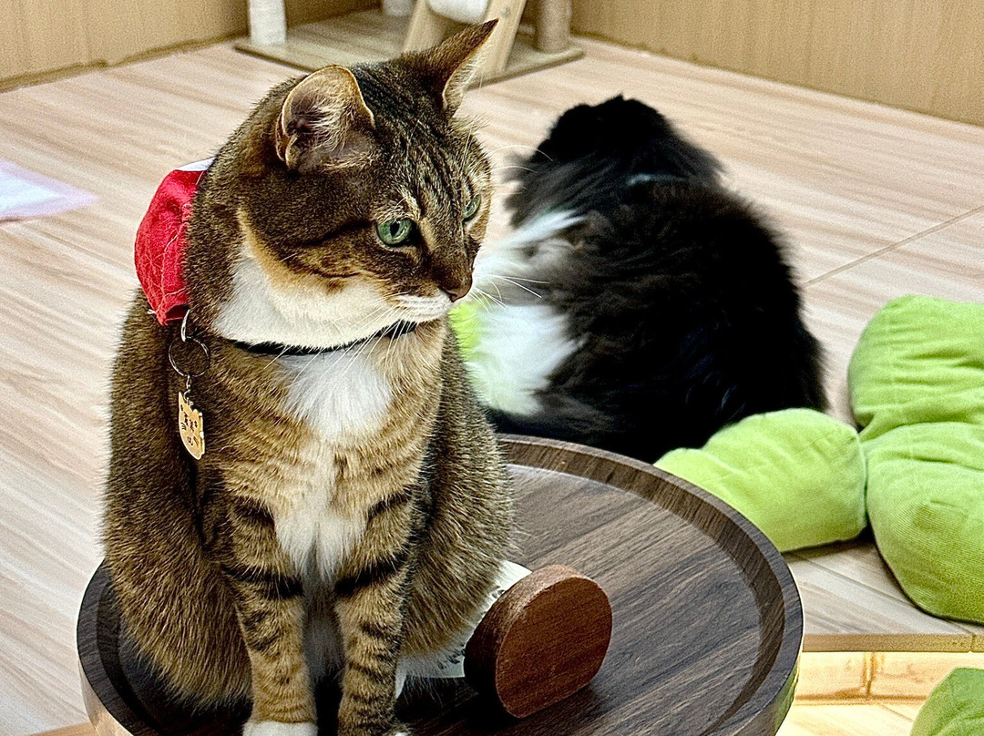 猫之茶房-香港必去景点