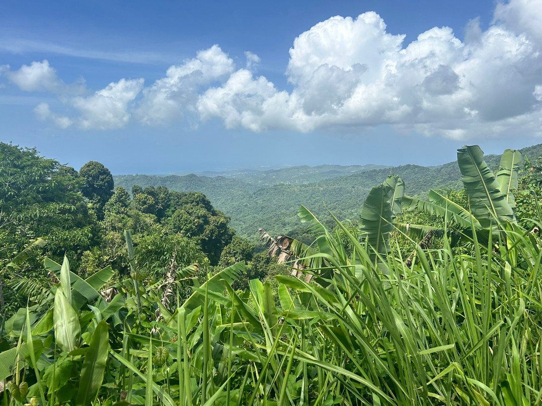 El Yunque National Forest-云盖国家森林公园必去景点