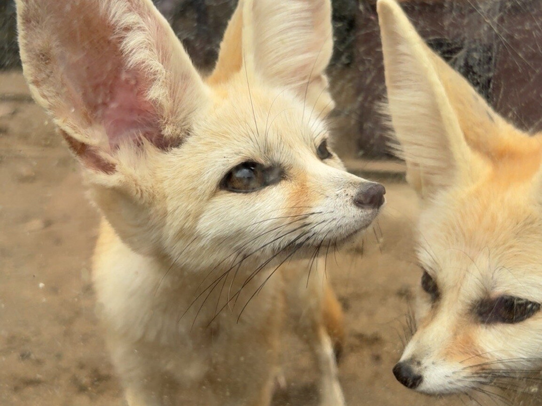 Izu Shaboten Zoo-伊东市必去景点