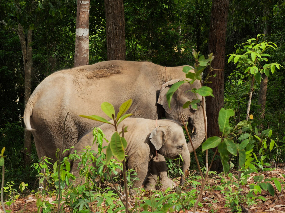 Blue Daily Elephant Care Sanctuary-清迈必去景点