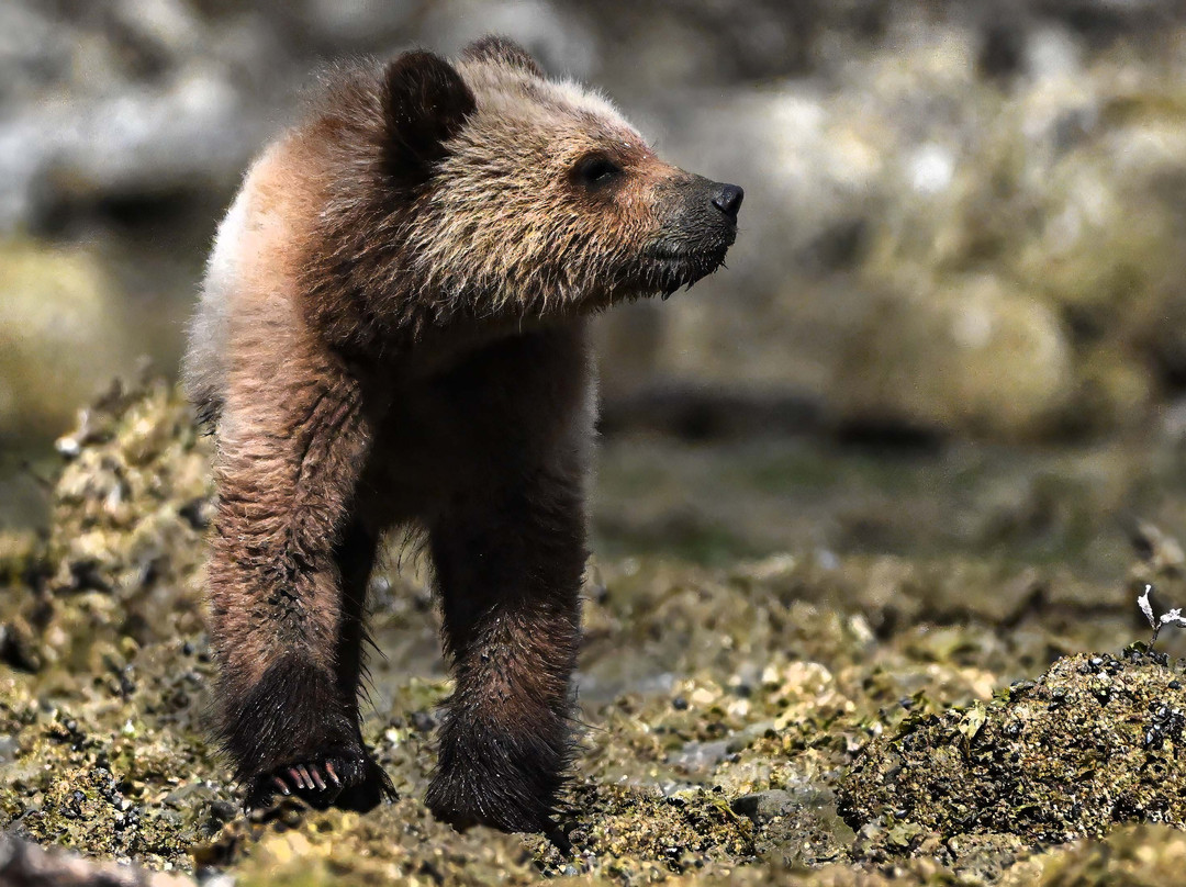 Tide Rip Grizzly Tours-Telegraph Cove必去景点