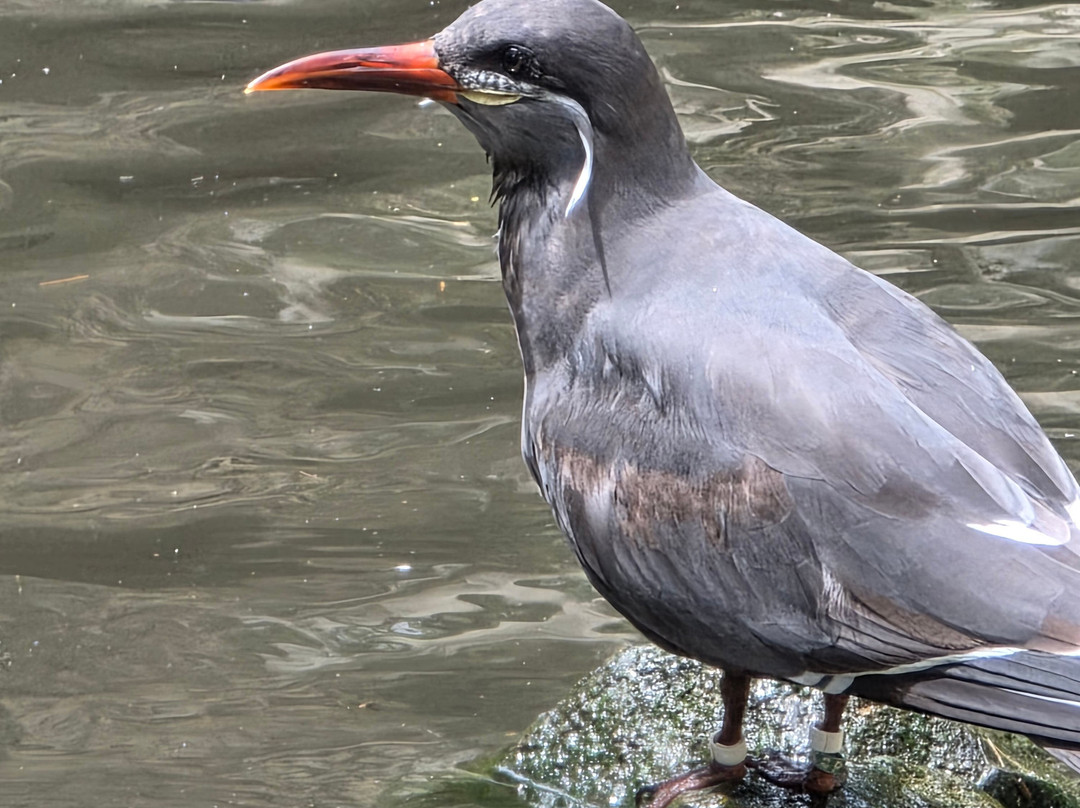 Birdworld-法纳姆必去景点