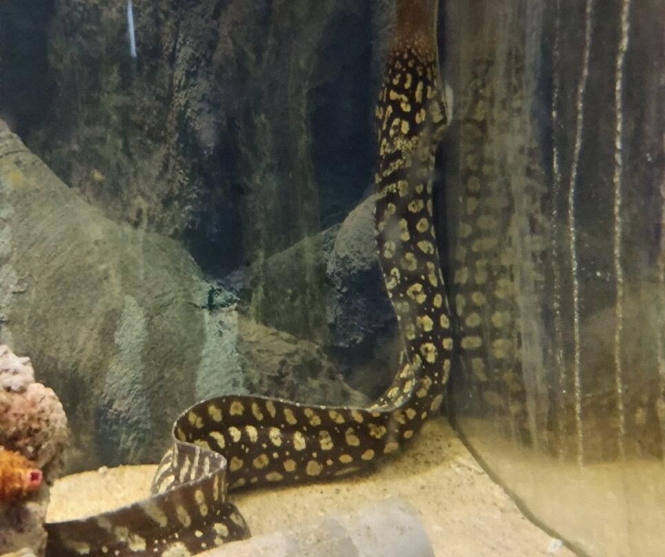 Aquarium Of Faliraki (Aquaworld)-Faliraki必去景点