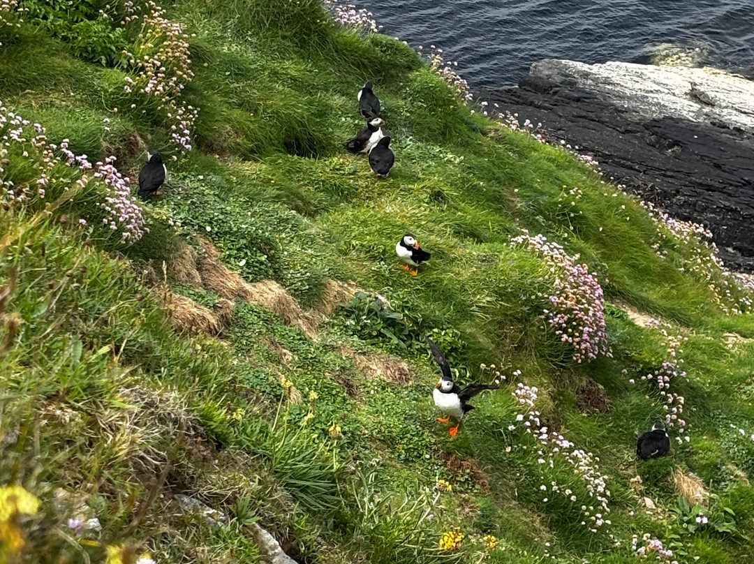 Wild Orkney Walks-Stromness必去景点