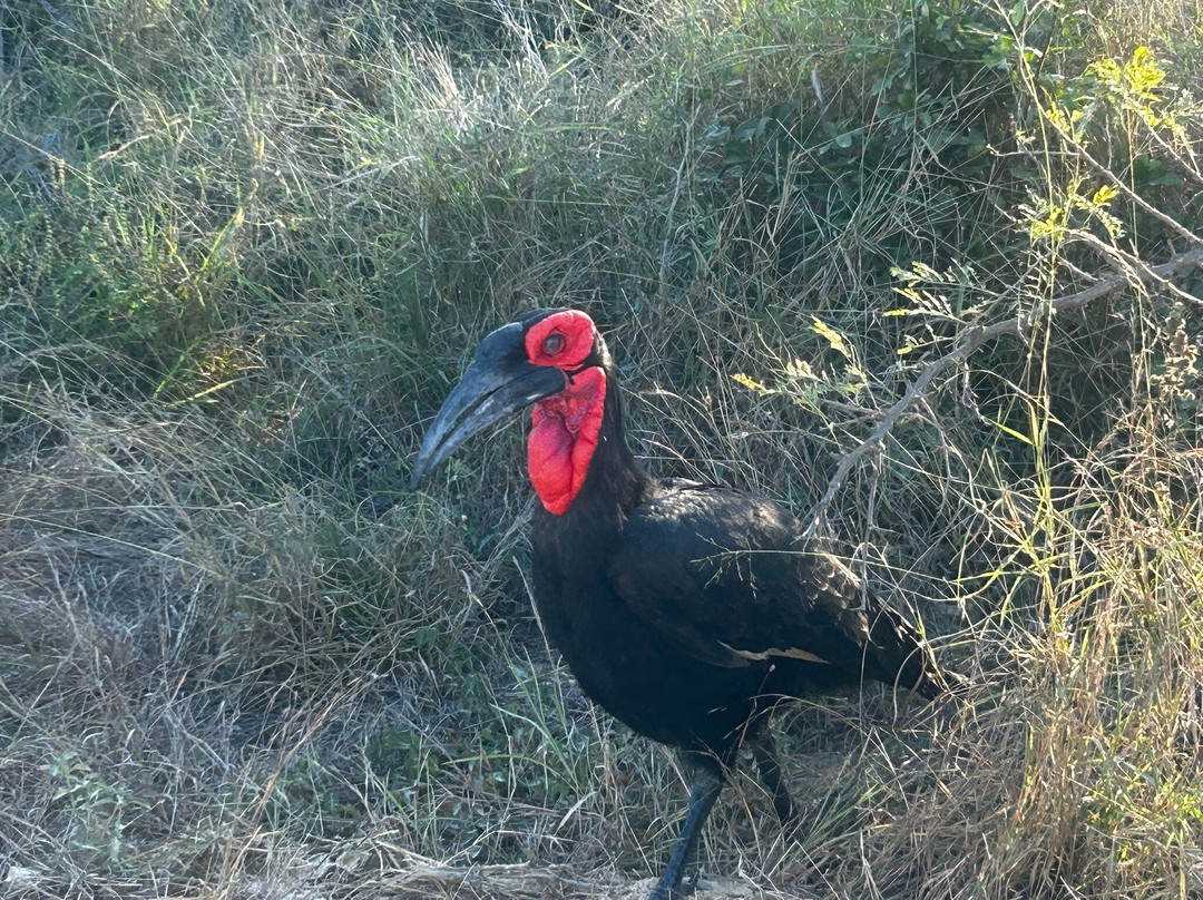Kruger National Park-尼斯普鲁特必去景点