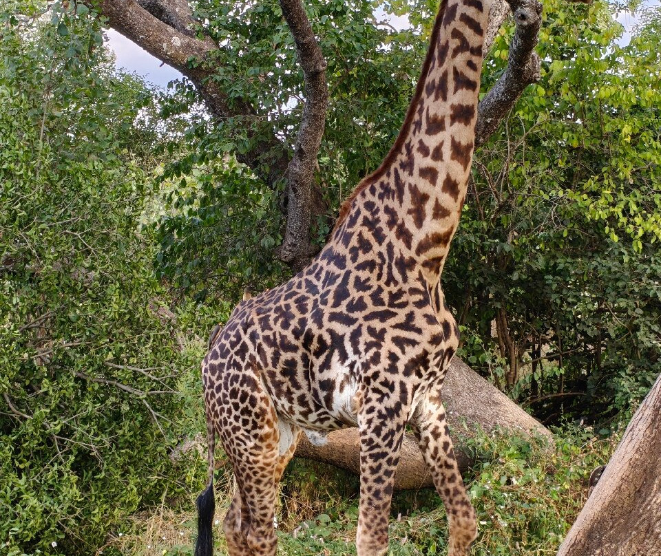 Tarangire National Park-塔兰吉雷国家公园必去景点