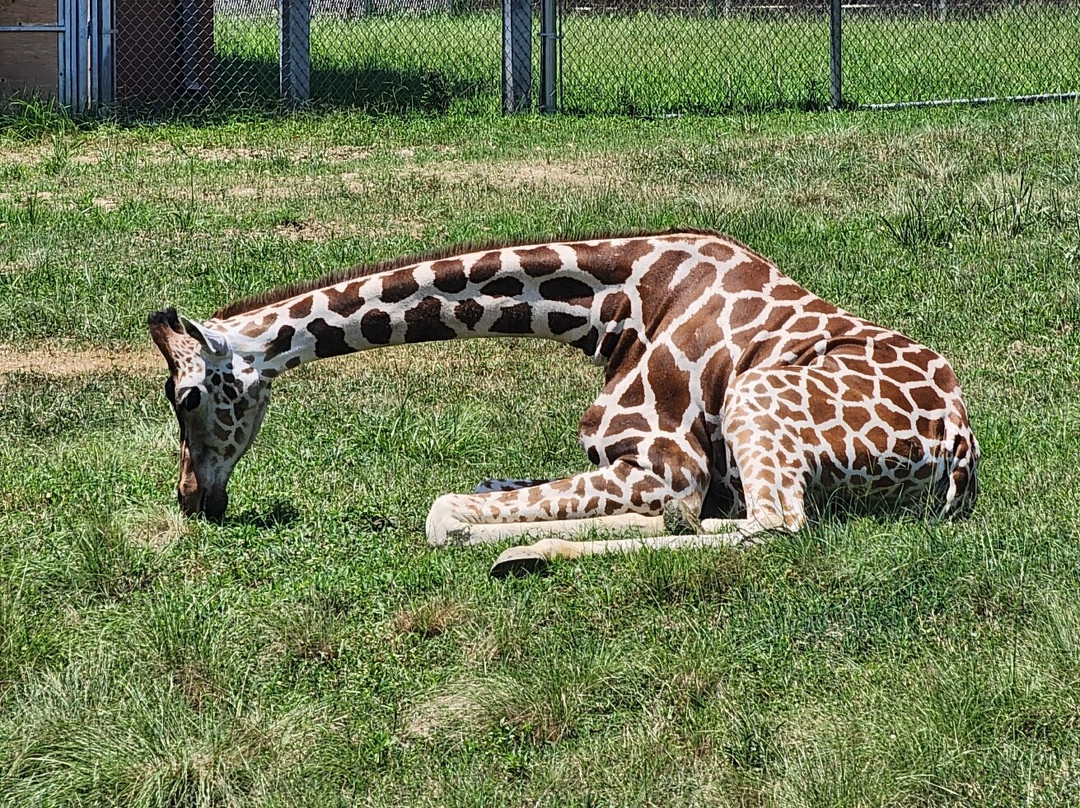 Baton Rouge Zoo-巴吞鲁日必去景点
