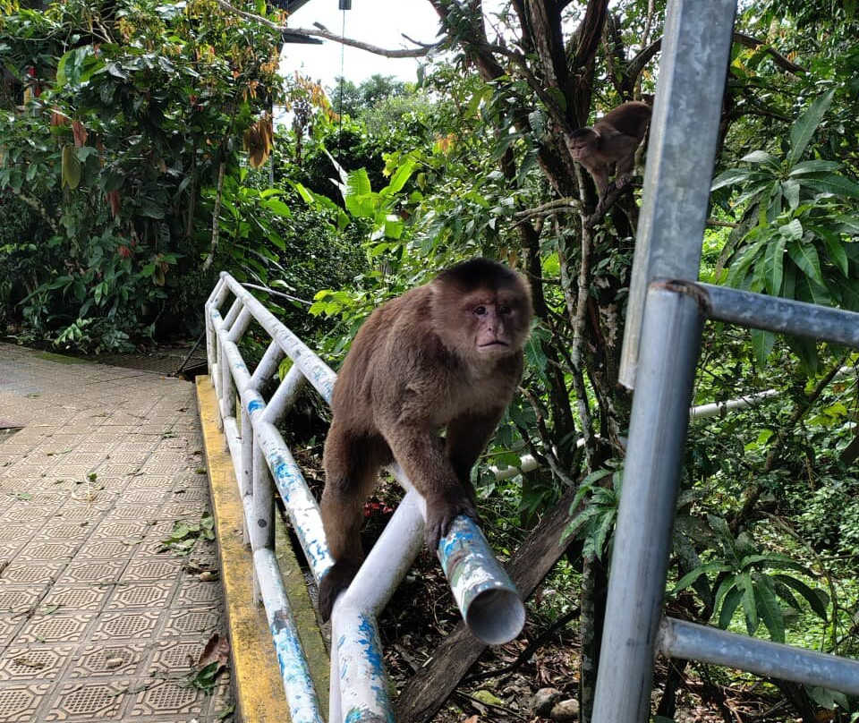 Puerto Misahuallí-Misahualli必去景点