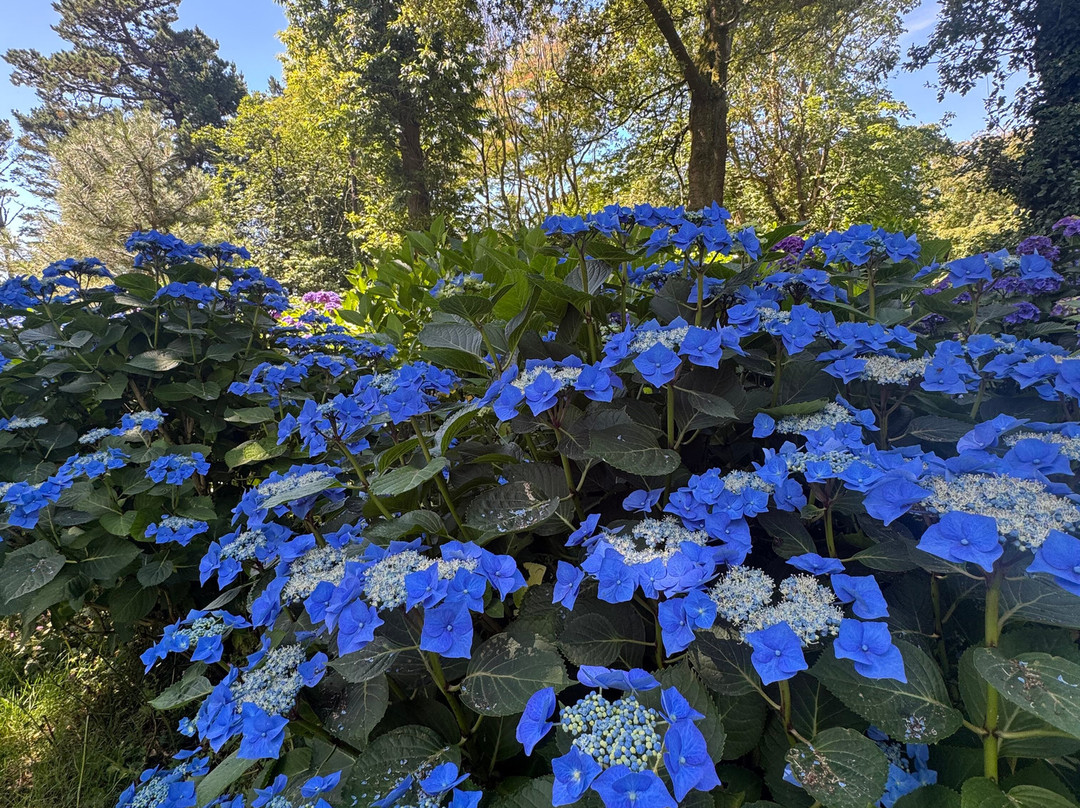 Trewithen Gardens-Grampound必去景点