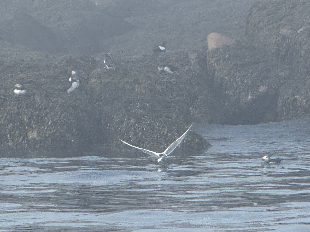 Acadia Puffin Cruise-Steuben必去景点