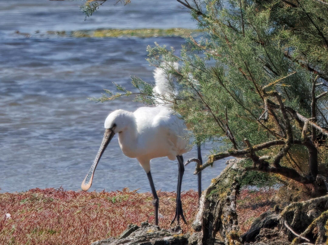 Birds Of Poole Harbour Events-普尔必去景点