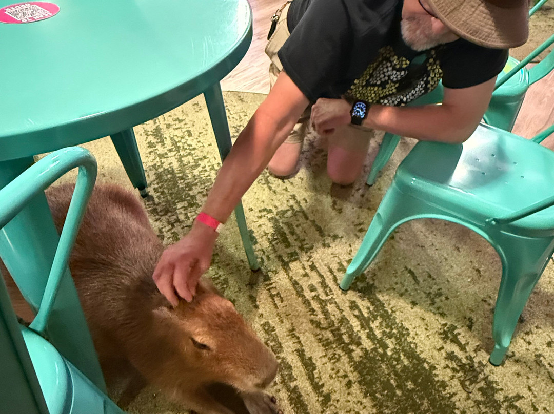 Wild Encounters - A Capybara Cafe-巴拿马城海滩必去景点