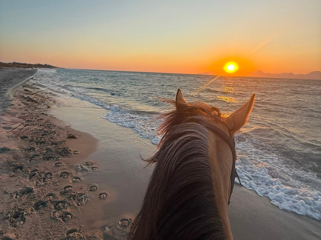 Erika's Horse Farm Kos-Marmari必去景点