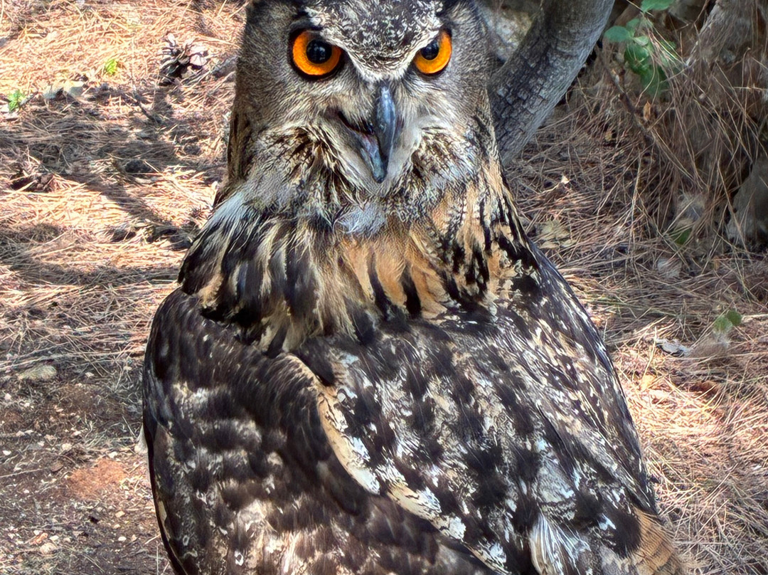 Sokolarski Raptor Centre-希贝尼克必去景点