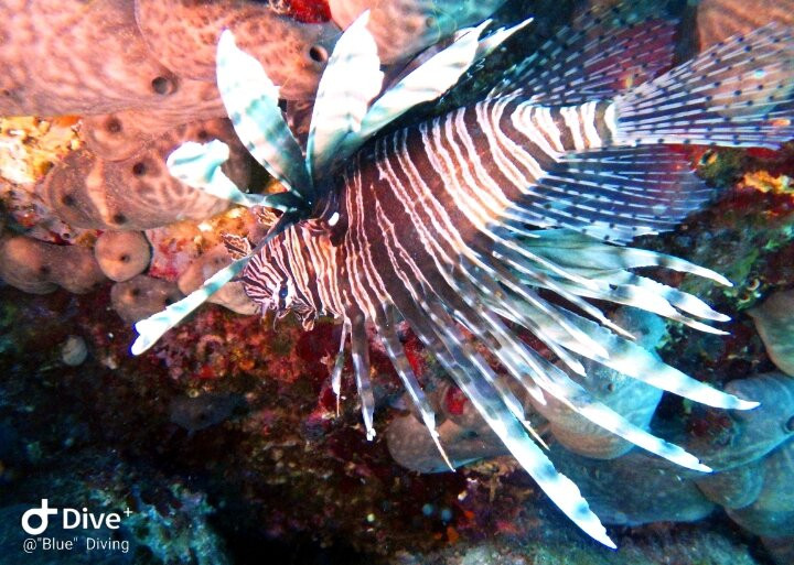 Blue Diving Center-Nea Potidea必去景点