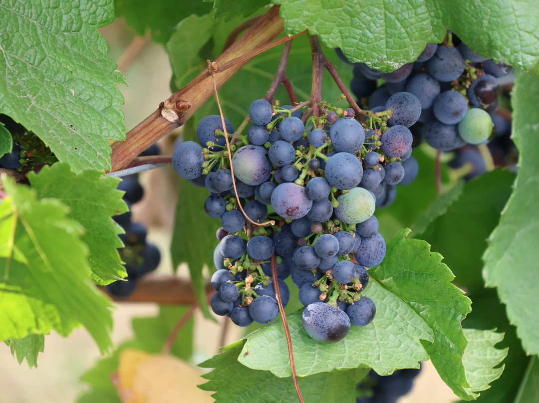 Abberley Hills Vineyard-Great Witley必去景点
