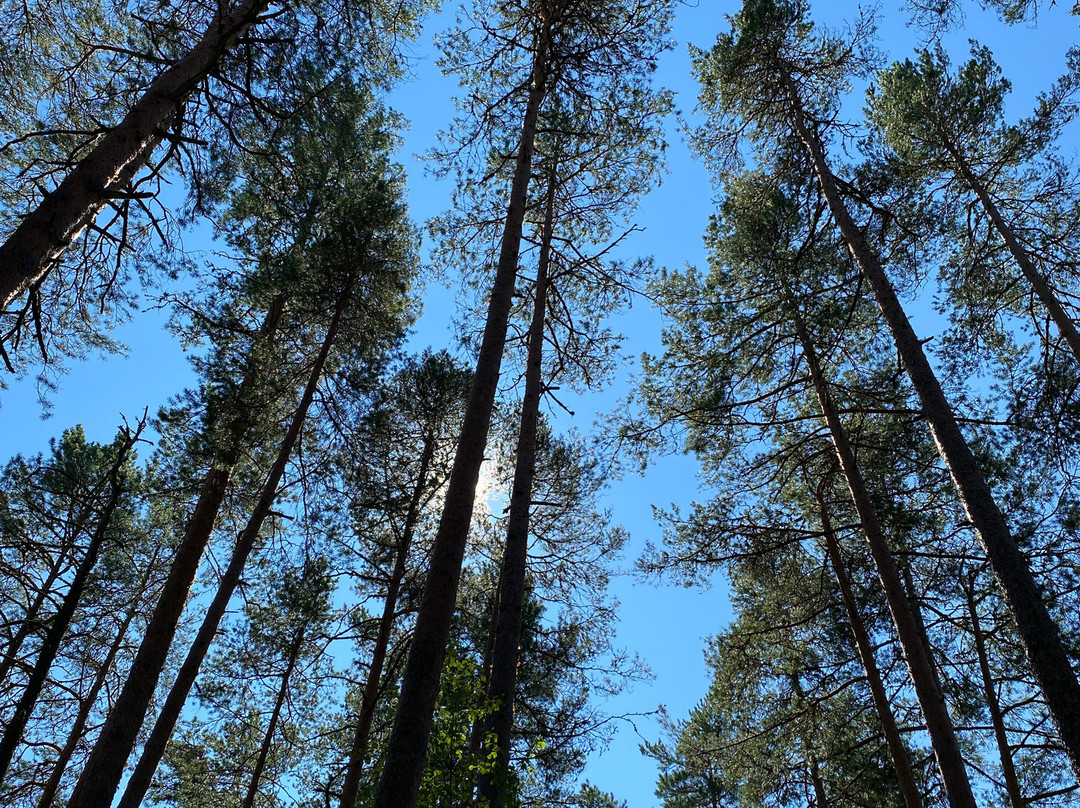 Viru Bog Trail-Kolga必去景点