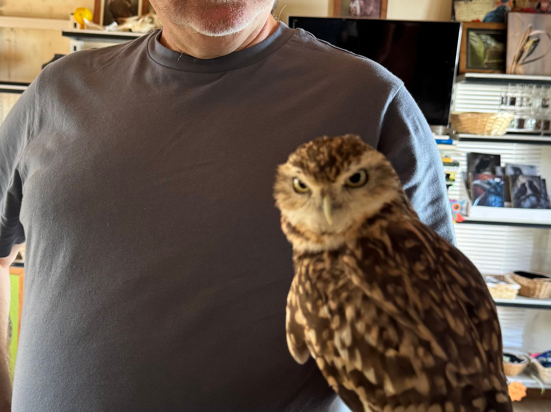 Lavenham Falconry-Monks Eleigh必去景点