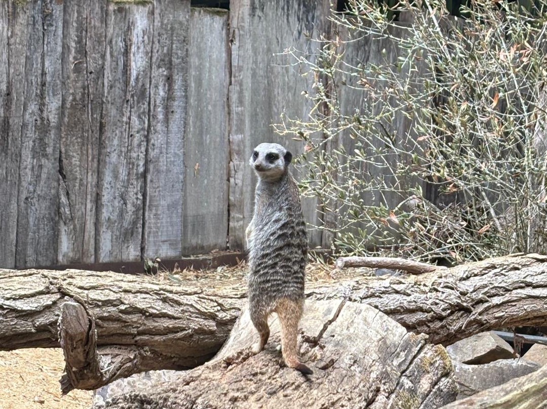 Zoo des Sables-莱萨布勒多洛讷必去景点