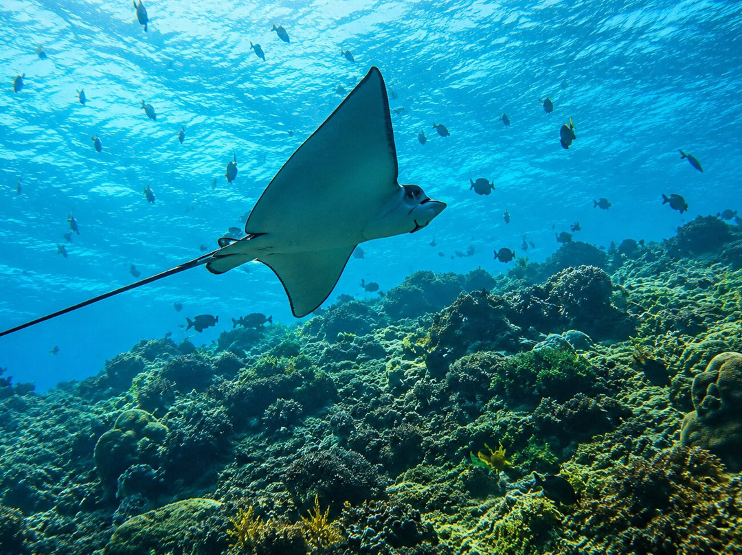 SUB AQUA DiveCenter Angaga-安嘎嘎岛必去景点