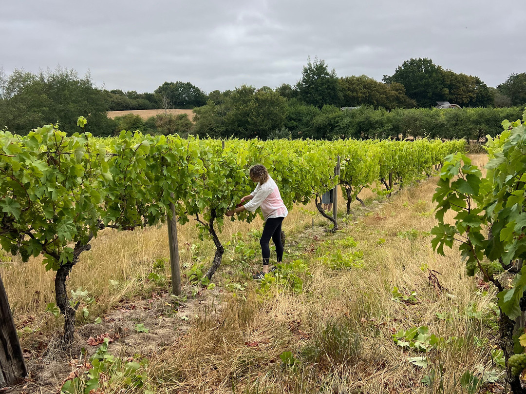 Valley Farm Vineyards-Wissett必去景点