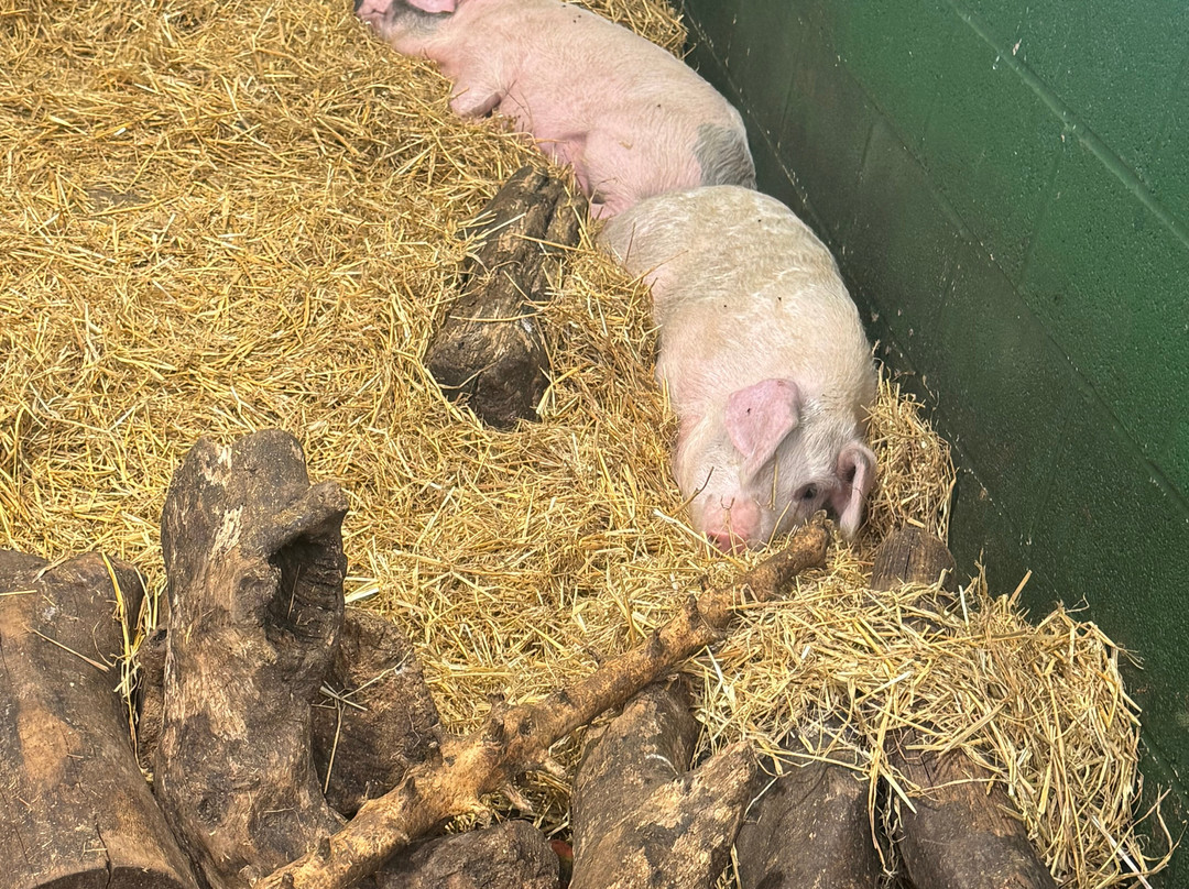 Chobham Adventure Farm-Chobham必去景点