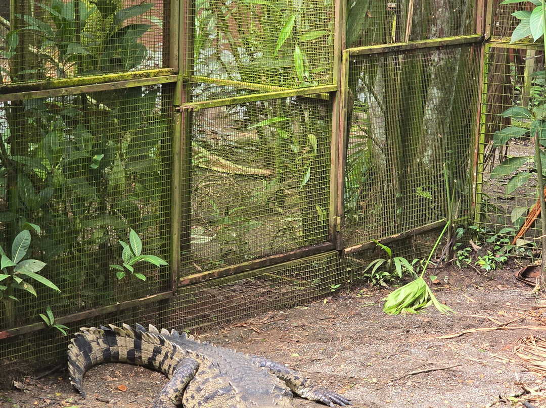 Jaguar Rescue Center-旧港必去景点
