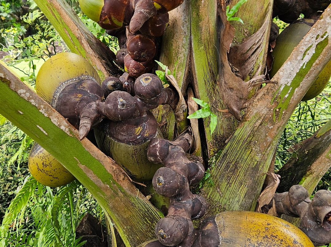 Seychelles National Botanical Gardens-维多利亚必去景点