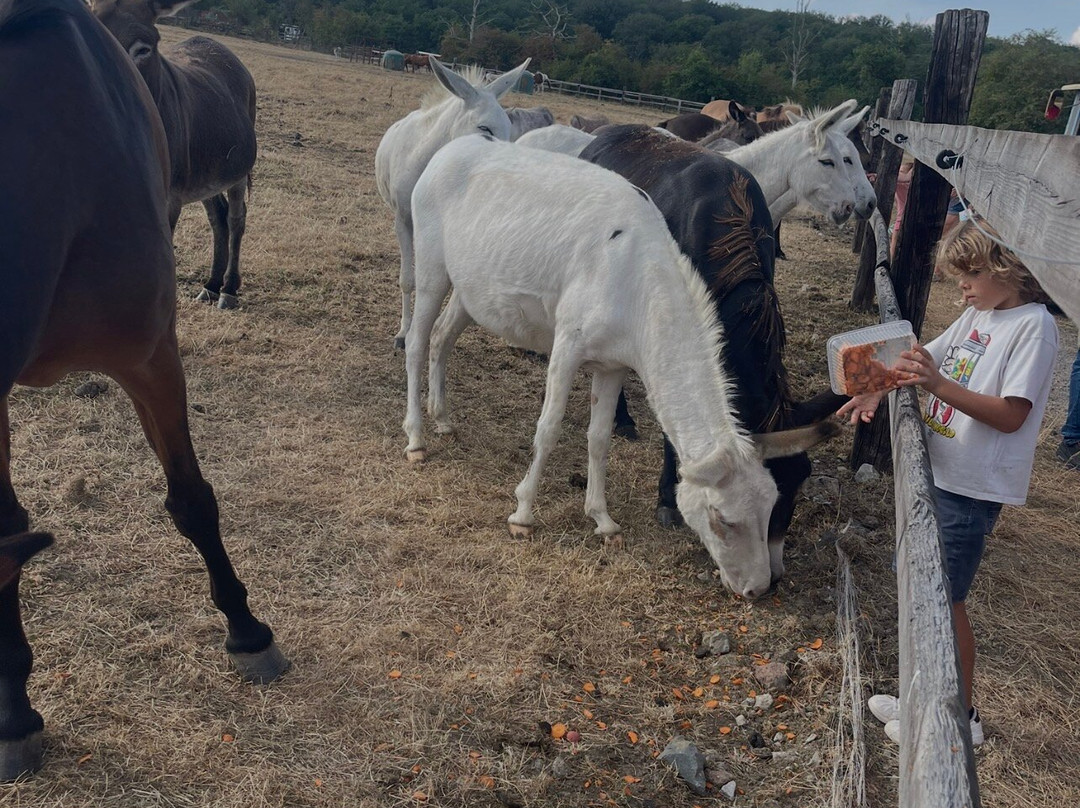 100 CHEVAUX SUR L'HERBE-Couvin必去景点