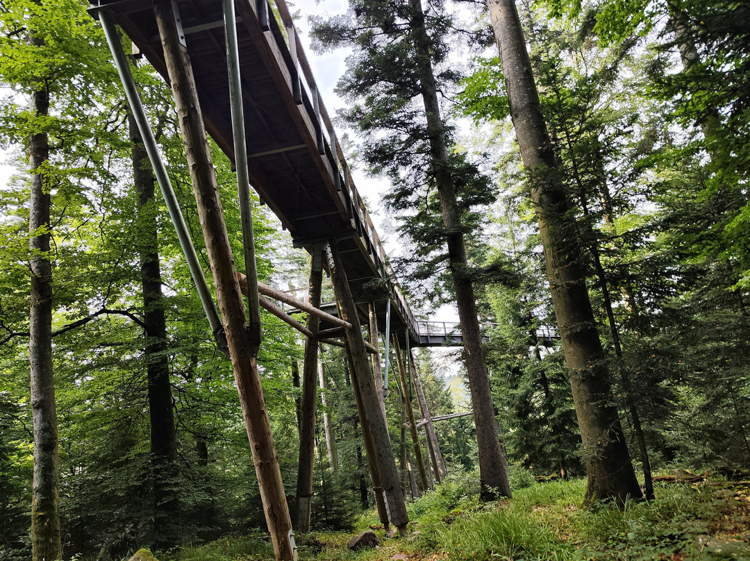 Baumwipfelpfad Schwarzwald-Bad Wildbad必去景点