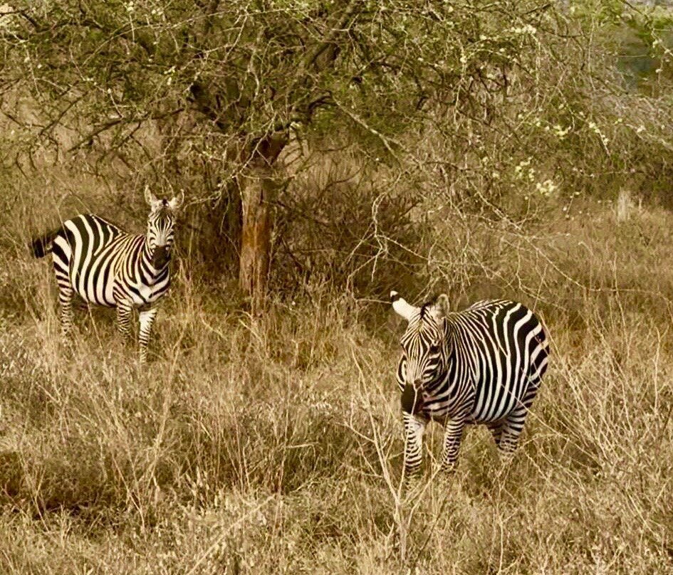 Perfect Safaris Africa-内罗毕必去景点