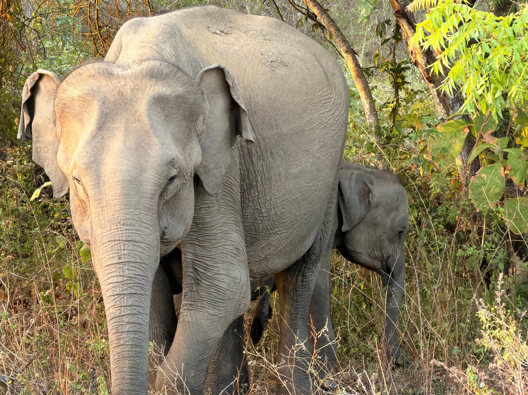 Udawalawe Lahiru Safari Guide Tours-乌达瓦拉维国家公园必去景点