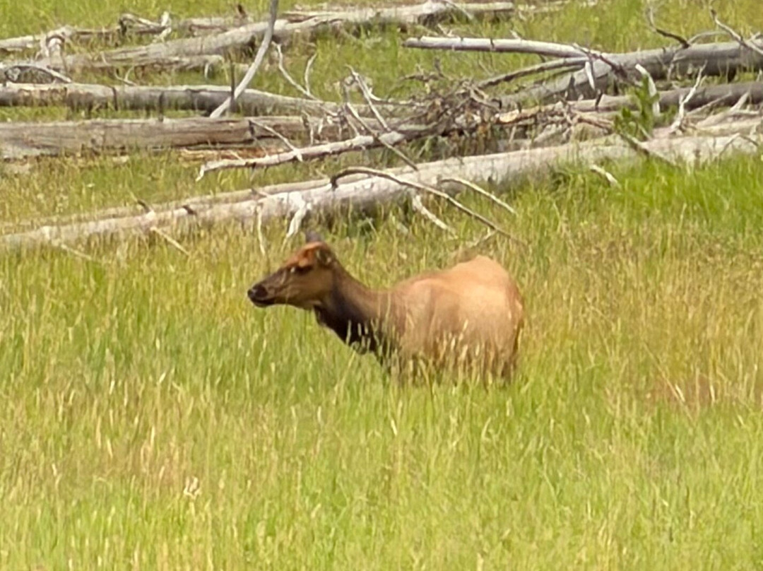 Yellowstone National Park-黄石国家公园必去景点