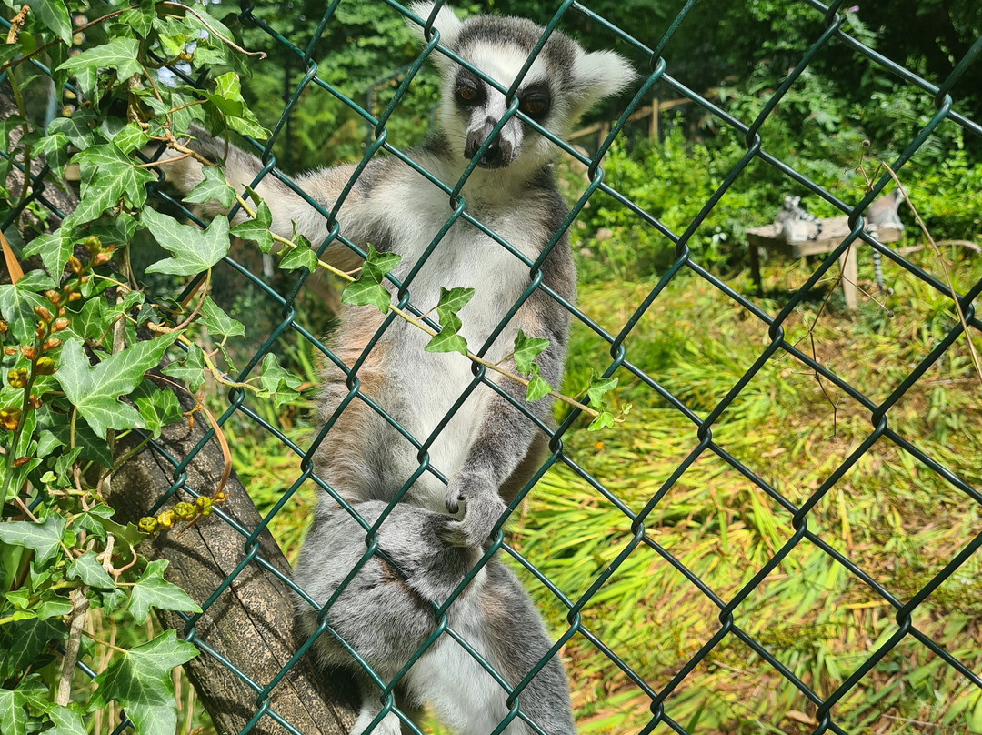 Combe Martin Wildlife And Dinosaur Park-伊尔弗勒科姆必去景点